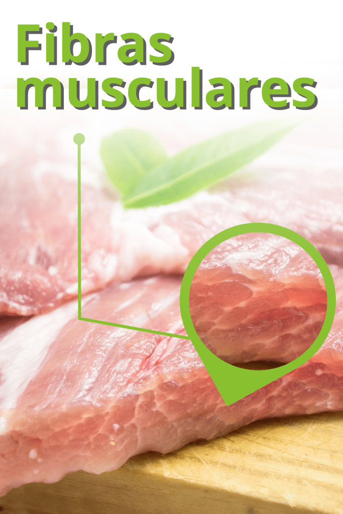 Fibras musculares en la carne